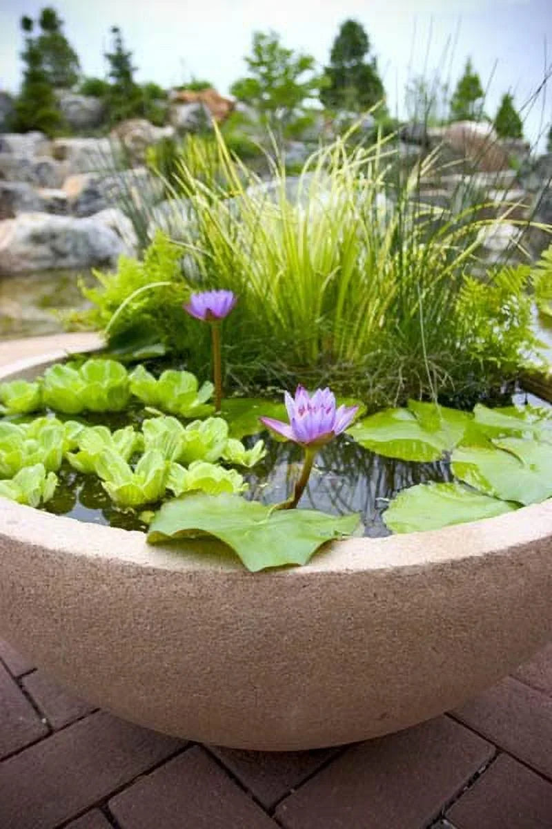 5 Premium Water Lettuce - Easy Live Floating lake Plants for Water Gardens and Aquariums