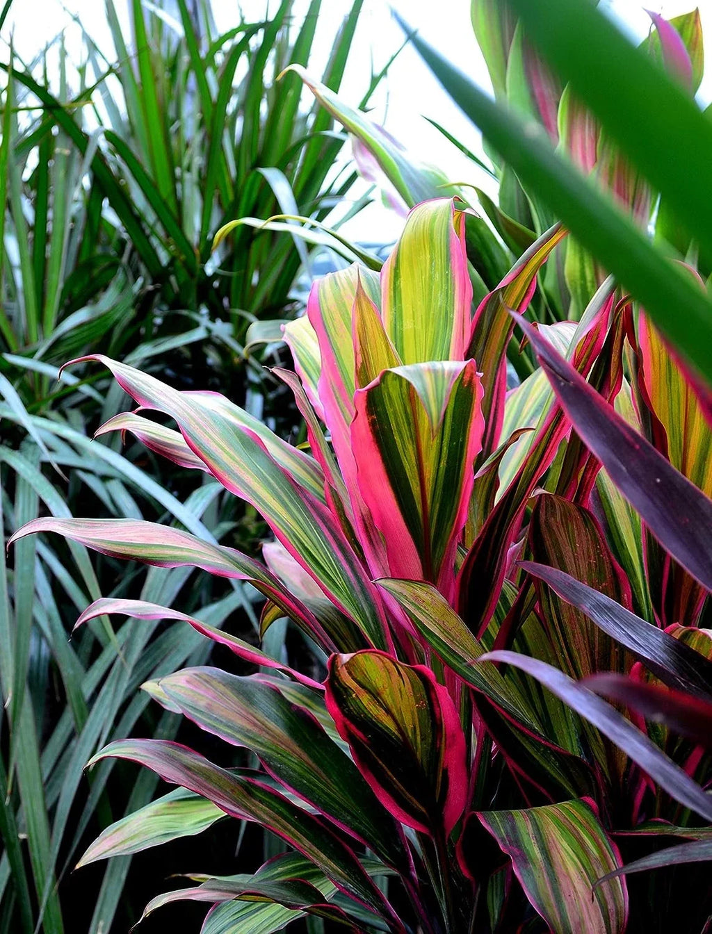 Cordyline Kiwi Ti Plant - Live Plant in an 10 1 inch Growers Pot - Cordyline Fruticosa 'Kiwi' - Florist Quality Beautiful Indoor Outdoor Air Purifying Houseplant
