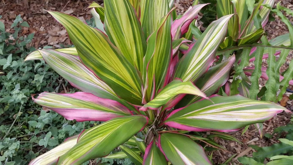 Cordyline Kiwi Ti Plant - Live Plant in an 10 1 inch Growers Pot - Cordyline Fruticosa 'Kiwi' - Florist Quality Beautiful Indoor Outdoor Air Purifying Houseplant